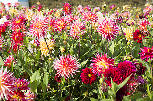 Ulrich Simons - Dahlien